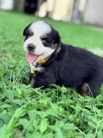 Prim ASDR, a female Miniature Australian Shepherd for sale in Orlando, FL – 4 of 5