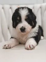 Texas, a male Australian Shepherd and Miniature Australian Shepherd for sale in Orlando, FL – 3 of 8