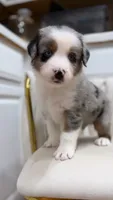 Swiss, a male Miniature Australian Shepherd for sale in Orlando, FL – 2 of 9