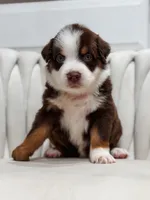 Atlas AKC, a male Australian Shepherd for sale in Orlando, FL – 2 of 5