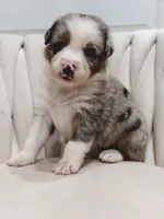 Swiss, a male Australian Shepherd and Miniature Australian Shepherd for sale in Orlando, FL – 5 of 8