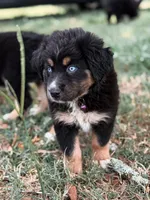 Dixie ASDR, a female Miniature Australian Shepherd for sale in Orlando, FL – 3 of 5