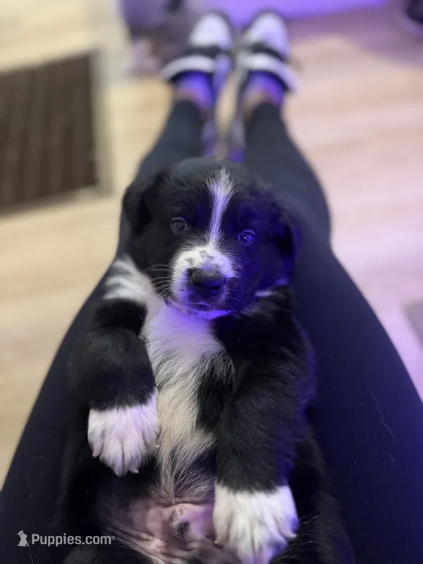 Cowboy – Australian Shepherd, Miniature Australian Shepherd puppy for sale in Orlando, FL