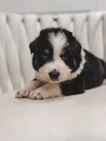 Texas, a male Australian Shepherd and Miniature Australian Shepherd for sale in Orlando, FL – 2 of 8