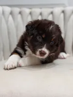 Lyra AKC, a female Australian Shepherd for sale in Orlando, FL – 6 of 9