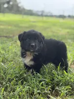 Onyx AKC, a female Australian Shepherd for sale in Orlando, FL – 2 of 4