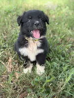 Onyx AKC, a female Australian Shepherd for sale in Orlando, FL – 4 of 4