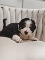Hana , a female Australian Shepherd and Miniature Australian Shepherd for sale in Orlando, FL – 7 of 10