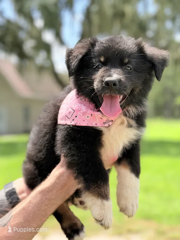 Onyx AKC – Australian Shepherd puppy for sale in Orlando, FL