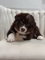 Lyra AKC, a female Australian Shepherd for sale in Orlando, FL – 7 of 9