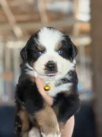 Prim ASDR, a female Miniature Australian Shepherd for sale in Orlando, FL – 5 of 5