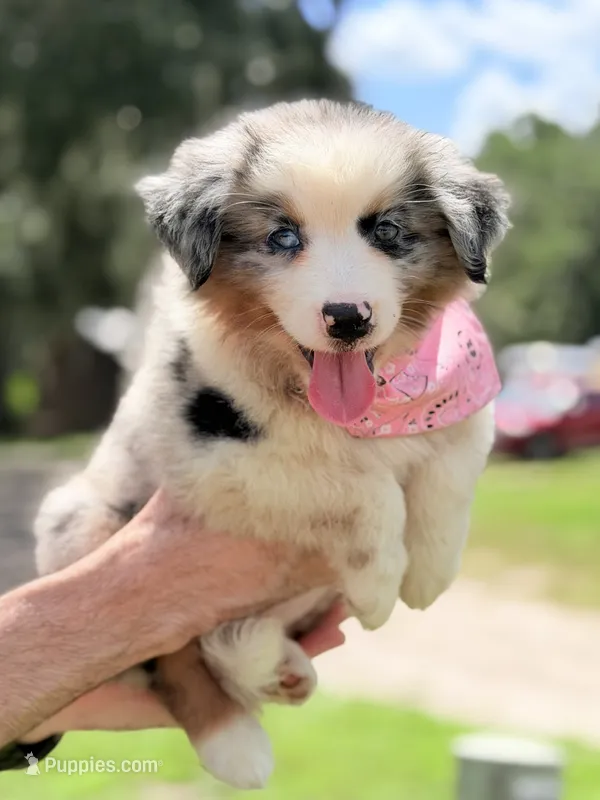 Skye AKC – Australian Shepherd puppy for sale in Orlando, FL