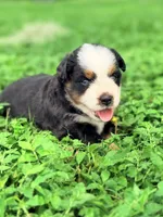 Prim ASDR, a female Miniature Australian Shepherd for sale in Orlando, FL – 2 of 5