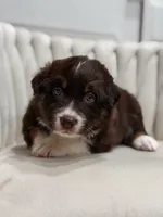 Lyra AKC, a female Australian Shepherd for sale in Orlando, FL – 9 of 9