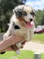 Skye AKC, a female Australian Shepherd for sale in Orlando, FL – 4 of 7