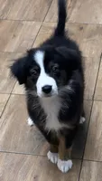 Shadow, a female Australian Shepherd and Miniature Australian Shepherd for sale in Orlando, FL – 2 of 3