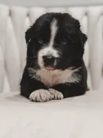 Cowboy, a male Australian Shepherd and Miniature Australian Shepherd for sale in Orlando, FL – 5 of 5