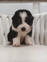 Texas, a male Australian Shepherd and Miniature Australian Shepherd for sale in Orlando, FL – 4 of 8