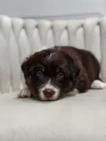 Lyra AKC, a female Australian Shepherd for sale in Orlando, FL – 8 of 9