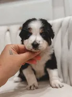 Hana , a female Australian Shepherd and Miniature Australian Shepherd for sale in Orlando, FL – 4 of 10