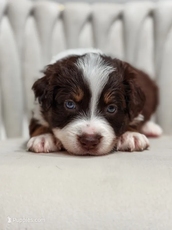 Star AKC – Australian Shepherd puppy for sale in Orlando, FL