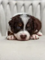 Star AKC, a female Australian Shepherd for sale in Orlando, FL – 1 of 3