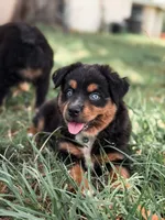 Dorothy ASDR, a female Miniature Australian Shepherd for sale in Orlando, FL – 3 of 3