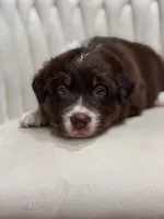 Lyra AKC, a female Australian Shepherd for sale in Orlando, FL – 3 of 9