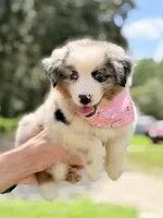 Skye AKC, a female Australian Shepherd for sale in Orlando, FL – 2 of 7