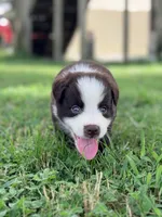 Axel AKC, a male Australian Shepherd for sale in Orlando, FL – 3 of 4