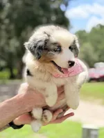 Skye AKC, a female Australian Shepherd for sale in Orlando, FL – 7 of 7