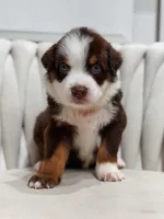 Atlas AKC, a male Australian Shepherd for sale in Orlando, FL – 3 of 5