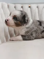 Swiss, a male Australian Shepherd and Miniature Australian Shepherd for sale in Orlando, FL – 7 of 8