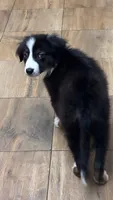 Shadow, a female Australian Shepherd and Miniature Australian Shepherd for sale in Orlando, FL – 3 of 3