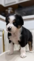 Hana , a female Miniature Australian Shepherd for sale in Orlando, FL – 1 of 10
