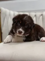 Lyra AKC, a female Australian Shepherd for sale in Orlando, FL – 5 of 9