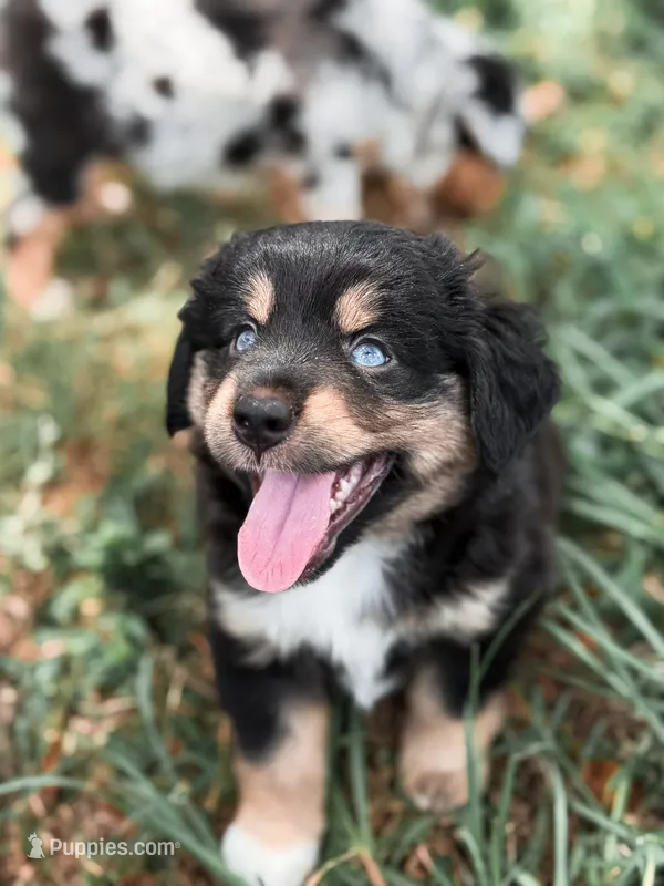 Rose ASDR, a female Miniature Australian Shepherd for sale in Orlando, FL – 1 of 4