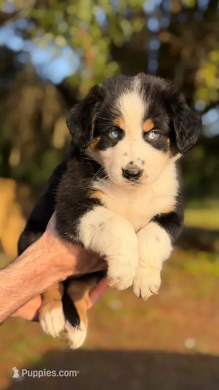 Hana  – Miniature Australian Shepherd puppy for sale in Orlando, FL