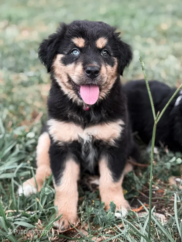 Mandy ASDR  – Miniature Australian Shepherd puppy for sale in Orlando, FL