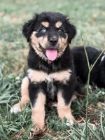 Mandy ASDR , a female Miniature Australian Shepherd for sale in Orlando, FL – 1 of 4