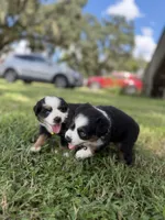 Lola ASDR, a female Miniature Australian Shepherd for sale in Orlando, FL – 2 of 4