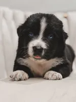 Cowboy, a male Australian Shepherd and Miniature Australian Shepherd for sale in Orlando, FL – 3 of 5