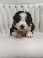 Hana , a female Australian Shepherd and Miniature Australian Shepherd for sale in Orlando, FL – 8 of 10