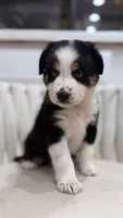 Hana , a female Miniature Australian Shepherd for sale in Orlando, FL – 3 of 10