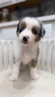 Swiss, a male Miniature Australian Shepherd for sale in Orlando, FL – 7 of 9