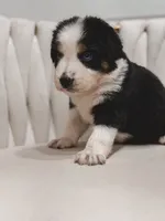 Hana , a female Australian Shepherd and Miniature Australian Shepherd for sale in Orlando, FL – 9 of 10