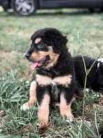 Mandy ASDR , a female Miniature Australian Shepherd for sale in Orlando, FL – 2 of 4