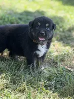 Bandit AKC, a male Australian Shepherd for sale in Orlando, FL – 2 of 3