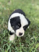 Sage AKC , a female Australian Shepherd for sale in Orlando, FL – 2 of 3