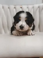 Hana , a female Australian Shepherd and Miniature Australian Shepherd for sale in Orlando, FL – 5 of 10